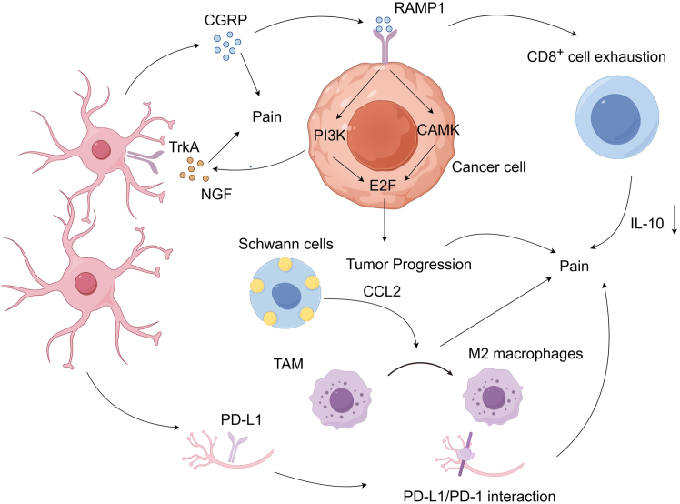 Mechanisms of TME in tumor-induced neuropathic painTumor cells upregulate the NGF expression, which attracts sensory nerves. Upon binding to the TrkA receptor, NGF stimulates the synthesis and secretion of CGRP from sensory nerves. CGRP activates the RAMP1 receptor, promoting E2F activity in gastric cancer cells through the PI3K and CaMK pathways, thus driving tumor progression, resulting in pain. The CGRP-RAMP1 signaling pathway directly results in the functional depletion of CD8+ T cells, reducing IL-10 secretion and impairing the anti-inflammatory state, which ultimately promotes tumor-induced neuropathic pain. Schwann cells release CCL2 into the TME and induce the transformation of TAMs into the anti-inflammatory M2 phenotype, thereby suppressing the tumor-induced neuropathic pain. Tumor-associated nerve fibers express PD-L1, which interacts with PD-1, thereby inhibiting inflammatory spread and reducing tumor-induced neuropathic pain.
