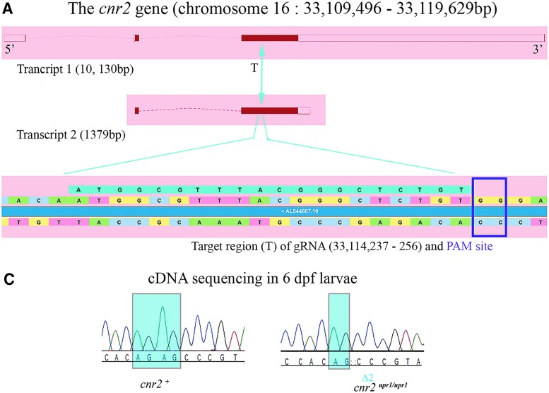 Generation of a CB2 loss-of-function stable mutant line (null allele: cnr2upr1). (A) Genomic environment of cnr2 on zebrafish chromosome 16 showing two transcripts of 10,130 bp (top) and 1379 bp (middle). Translated exons are shown as solid red blocks. The CRISPR-Cas9 targeted region (T) is enlarged in lower panel (underlined in aqua blue) and the PAM site (purple square) is indicated. (B) Representative example of sequencing results (left panels) showing chromatographs of a wild-type larva (top, cnr2+) and a mutant larva (bottom, cnr2upr1/upr1) with the 2 bp deletion (Δ2: CT, blue square). Representative fluorescent polymerase chain reaction results (right panels) detecting fluorescence of amplicons according to their respective length. The wild-type (top) amplicon is 279 bp (single peak at 279). Heterozygotes (middle, cnr2upr1/+), carrying both the wild-type (279) and the mutant (Δ2, [279–2=277] alleles, show two separate peaks of equal intensity, 277 and at 279). Homozygotes (bottom, cnr2upr1/upr1) only carry the mutant allele (Δ2) with a single peak at 277. (C) Representative sequencing results of retrotranscribed cDNA from cnr2 mRNA present in total RNA preparations from wild-type (cnr2+, left panel) and homozygote (cnr2upr1/upr1, right panel) genotyped larva show in the target region the expected Δ2: GA. (D) Western blots with anti-CB2 Ab against human CB2 cross react with zebrafish CB2. Protein extracts prepared from dissected wild-type (Wt1, Wt2) and genotyped mutant homozygote cnr2upr1/upr1 (−/−1, −/−2) adult fish brains (upper left panels). The expected 40 kDA band was found in both the wild-type extracts, but absent in both mutant extracts. Validation of the anti-CB2-Ab was performed with protein extracts prepared from nontransfected HEK293 cells (HEK293-), and fluorescent CB2 expression construct (SEP-CB2)-transfected cells show the expected band at 70 kDA (left lower panels) in transfected cells only. Tubulin expression was probed as loading control (arbitrary unit, right panels). Error bars represent the standard errors of the mean (SEM). Statistical significance, **p<0.01 and ***p<0.001. Ab, antibody; bp, base pair.