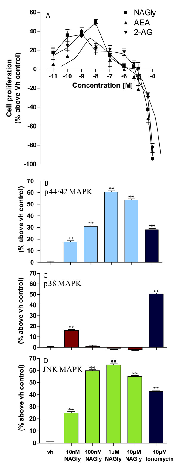 NAGly-induced BV-2 cell proliferation and MAPK enzyme activation. (A) BV-2 microglial proliferation in response to 0.01 nM - 100 μM concentrations of NAGly; AEA; 2-AG; n = 3. (B) p44/42 MAPK activation in BV-2 microglia in response to vh (0.1% DMSO) for 3 hours; 10 nM - 10 μM NAGly for 3 hours; 10 μM Ionomycin for 5 min. ** = P < 0.01 compared to vh; one-way ANOVA; n = 3. (C) p38 MAPK activation in BV-2 microglia in response to vh (0.1% DMSO) for 3 hours; 10 nM - 10 μM NAGly for 3 hours; 10 μM Ionomycin for 5 min. ** = P < 0.01 compared to vh; one-way ANOVA; n = 3. (D) JNK MAPK activation in BV-2 microglia in response to vh (0.1% DMSO) for 3 hours; 10 nM - 10 μM NAGly for 3 hours; 10 μM Ionomycin for 5 min. ** = P < 0.01 compared to vh; one-way ANOVA; n = 3.