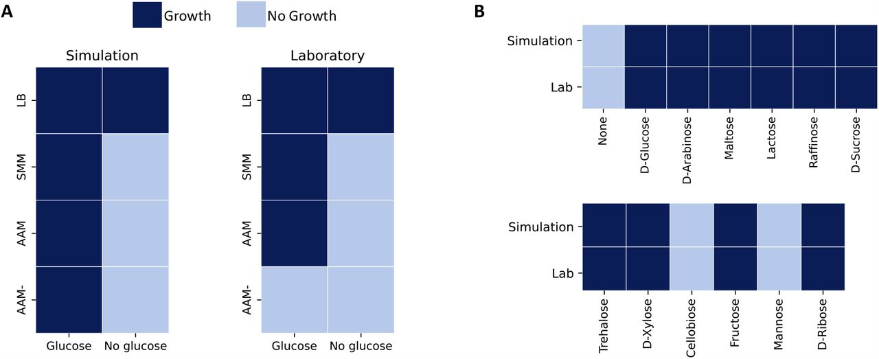 Growth phenotypes of S. epidermidis in different nutritional environments.(A) Evaluation of S. epidermidis’ growth encompassed various environmental conditions, including testing on complete LB and three minimal media formulations: SMM, AAM, and AAM-, both with and without d-glucose as a carbon source. The computational model successfully simulated growth across all media when glucose was the carbon source. However, the model predicted growth exclusively in the lysogeny broth (LB) without glucose. Experimental verification supported these findings, except growth on AMM-with d-glucose as a carbon source, where no growth was observed. (B) Analysis of growth in different carbon sources utilized SMM as the primary medium, wherein equimolar amounts of other sugars systematically replaced glucose. Simulation results closely paralleled laboratory findings, ensuring consistency across computational predictions and experimental outcomes.
