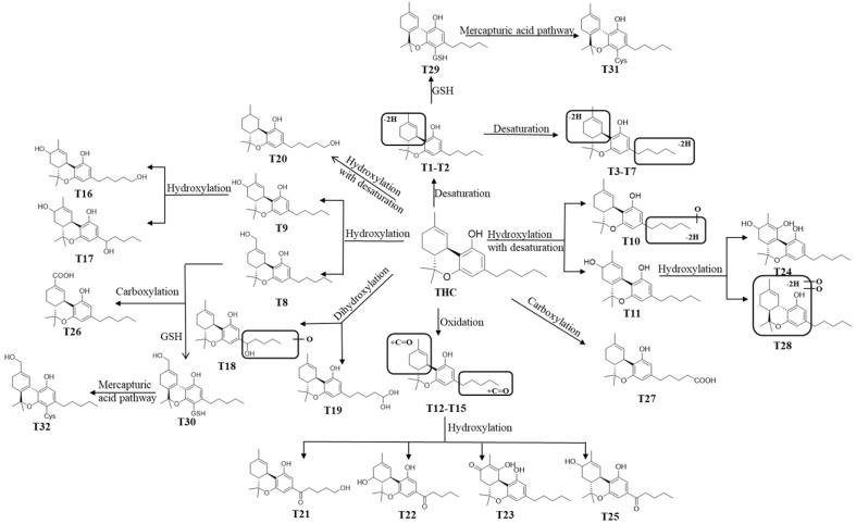 Proposed metabolic pathways of THC.