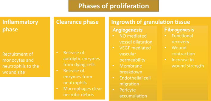 Phases of proliferation and granulation.