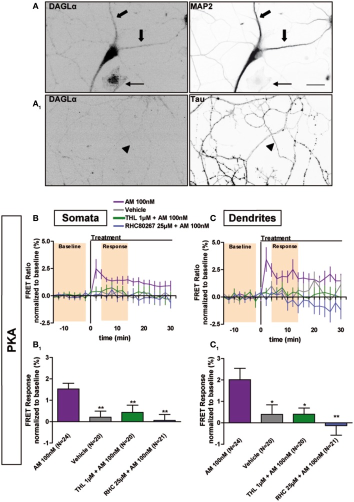 Constitutive activation of somatodendritic CB1Rs requires locally synthesized endocannabinoids. (A) Simultaneous immunolabeling of fully-polarized (DIV9) neurons with anti-DAGLα antibody and either anti-MAP2 (A) or anti-Tau (A1) antibodies. Large arrows indicate dendrites, arrow-heads indicate axon and the thin arrow shows an astrocyte. (B,C) Averaged somatic and dendritic responses of AKAR4-Kras expressing neurons to inverse-agonist AM281 (AM), with or without inhibiting DAGL activity. The FRET ratio normalized to baseline was calculated for each neuron with a time-resolution of 2 min. The curves represent mean ± S.E.M. of the FRET ratio for all imaged neurons at each time point. Addition of 100 nM AM but not of vehicle at t0 results in elevated PKA activity, revealing constitutive CB1R activation, which is significantly decreased after DAGL inhibition either by tetrahydrolipstatin (THL) 1 μM or RHC80267 25 μM. Data information: Data are expressed as mean ± S.E.M.; Statistical analysis was realized with one-way ANOVA followed by Newmann-Keuls post-test; *p < 0.05, **p < 0.01. Scale bar: 20 μm (A,A1).