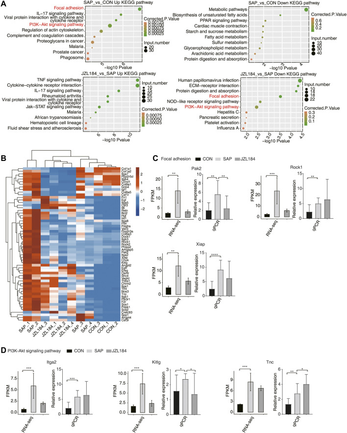MAGL inhibitor extensively change alternative splicing pattern of genes in intestinal tissue of rats with SAP. (A) Bubble plot showing the top ten enriched KEGG terms for up regulated (Left panel) and down regulated (Right panel) DEGs. The downregulated genes in the SAP group were mainly enriched in human papillomavirus infection, ECM receptor interaction, protein digestion and absorption, focal adhesion, nod-like receptor signaling pathway, PI3K-Akt signaling pathway, hepatitis C, pancreatic secretion, platelet activation, and influenza (A,B). Hierarchical clustering heat map showing the expression levels of all genes on Focal adhesion and PI3 K-Akt signaling pathway in Top 10 in the KEGG analysis. The expression of Rock1, Rock2, Pak2, Xiap, Arhgap5, Itga2, Tnc, Dock1, Col6a3, Pdgfra, Chuk, Kitlg, Sos1, Ppp2r3a, and Phlpp2 was higher in the SAP group and lower in the JZL184 group; (C) Bar plot showing the expression pattern and statistical difference of DEGs for some important genes in Focal adhesion. Error bars represent mean ± SEM. The expression of Pak2, Rock1, and Xiap was increased in the SAP group compared with the control group, which was consistent with our expectations. Moreover, expression of Pak2 and Xiap was decreased in the JZL184 group compared with the SAP group; ***p-value < 0.001, **p-value < 0.01. (D) Bar plot showing the expression pattern and statistical difference of DEGs for some important genes in PI3K-Akt signaling pathway. Error bars represent mean ± SEM. The expression of Itga2, Kitlg, and Tnc was increased in the SAP group and that of Kitlg was decreased compared with the control group, whereas Itga2 and Tnc gene expression was increased in the JZL184 group compared with the SAP group. *** p-value < 0.001, ** p-value < 0.01. n = 3 in control group. n = 4 in SAP group and JZL184 group.