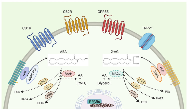 The components of endocannabinoid system. The two principal bioactive lipids (AEA, 2-AG), the receptors (CB1R, CB2R, GPR55, TRPV1, and PPARs) and the biosynthetic (NAPE-PLD or DAGL) and catabolic enzymes (FAAH, MAGL or alternative oxidising enzymes) are shown. Created with BioRender.com.