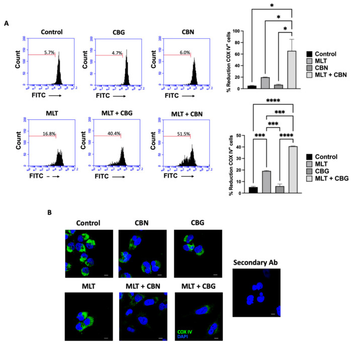 Effect of individual or combined MLT and phytocannabinoid treatments on COX IV expression. (A) Flow cytometric analysis of Cytochrome c Oxidase subunit IV (COX-IV) expression in T98 cell line under the respective single or combined cannabinoids or MLT treatments (MLT 0.7 mg/mL and CBN 25 µM; MLT 0.6 mg/mL and CBG 30 µM). Markers represent the percentage reduction of COX IV-positive cells, as quantified in the accompanying bar graphs. (B) Confocal microscopy analysis of COX-IV expression (green fluorescence), with nuclei counterstained using diamidino-2-phenylindole (DAPI, blue fluorescence), and localization in T98 cells (magnification 100×; scale bar = 10 µm). In all bar graphs, data are presented as the mean ± SD of at least three independent biological replicates. Statistical significance was determined using a one-way ANOVA followed by Tukey’s post hoc test for multiple comparisons (* p < 0.05, *** p < 0.001, **** p < 0.0001).