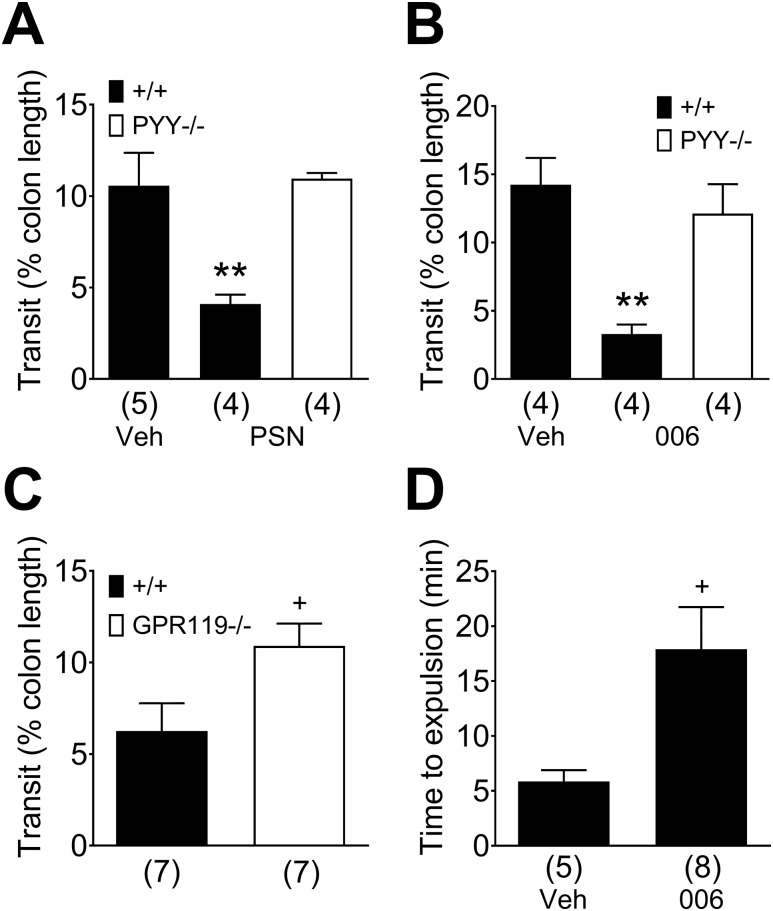 Transit is reduced by the GPR119 agonism in the WT mouse colon in vitro and in vivo. (A) Incubation of the isolated colon with PSN632408 (PSN; 10 µM) but not vehicle (Veh) slowed fecal pellet propulsion in the WT tissue (+/+; black bars) but not in the PYY−/− colon (white bar). (B) Colonic transit in vitro was retarded by AR440006 (006; 1 µM) in the WT colon, and this activity was absent in PYY−/− tissue. (C) Fecal pellet propulsion was significantly increased in the GPR119−/− (white bar) compared with the WT colon (black bar). (D) AR440006 (30 mg/kg, IP) significantly slowed WT colorectal transit in vivo compared with vehicle (100 µl saline IP). Each bar is the means + 1 SEM from the n numbers shown in parentheses. Statistical differences were identified either using unpaired Student t test, +P < 0.05, or one-way ANOVA with Dunnett post-test, **P < 0.01, for drug treatment comparisons between the WT and PYY−/− colon.