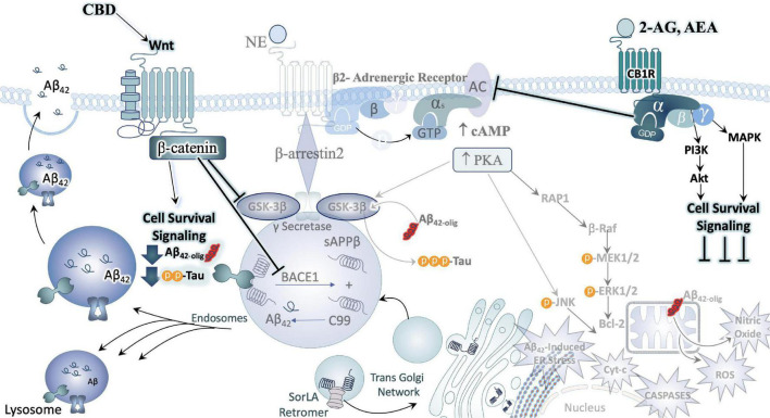 Cannabinoids counteract AD neuropathology exacerbated by stress. In direct opposition to (chronic) stress-responsive intracellular signaling cascades such as those downstream of the adrenergic receptors (ARs) or CRFR1, Cannabinoids inhibit cell signaling cascades that promote neuronal cell death. A major effector engaged by cannabidiol (CBD) exposure is the Wnt/β-catenin pathway. By binding its cognate receptor and co-receptor, Wnt increases the level of stable intracellular β-catenin proteins. β-catenin then goes on to inhibit GSK3β, the enzyme responsible for the upregulation of tau-phosphorylation, inhibit the beta-secretase (BACE-1), and promote the neuroprotective alpha-secretase cleavage of APP (not depicted here). Moreover, activation of CB1 receptors (CB1R) can counteract excessive stimulatory G-alpha subunit signaling by inhibiting adenylyl cyclase (AC) activity. By engaging the mitogen activated protein kinase (MAPK) and Akt pathways, CB1R signaling instead promotes the production and release of protective, cell survival factors.