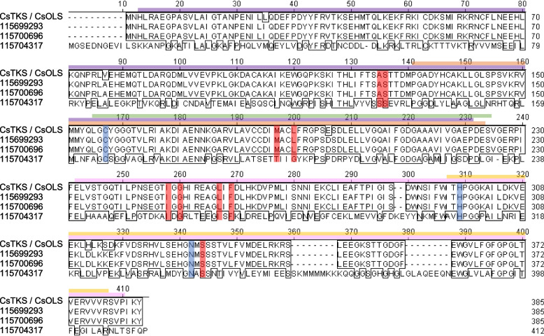 OLS/TKS orthologs of hemp Cheungsam. A Multiple protein sequence alignment of CsOLS/CsTKS with hemp Cheungsam orthologs. Purple bar, Chalcone and stilbene synthase N-terminal domain. Pink bar, Chalcone and stilbene synthase C-terminal domain. Green bar, 3-Oxoacyl-[acyl-carrier-protein (ACP)] synthase III domain. Yellow bar, ACP synthase C-terminal domain. Orange bar, FAE1/Type III polyketide synthase-like domain. Based on Taura et al. (2009), CHS catalytic triad residues are highlighted in blue, while residues that may be important for substrate specificity or polyketide length are highlighted in red