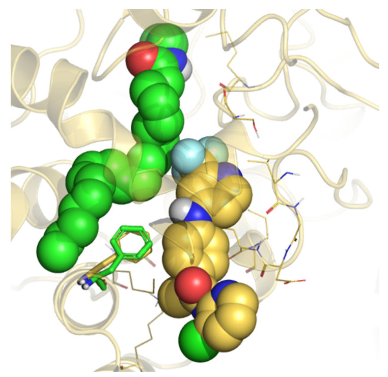 Representation of the 50 ns MD last frame of rFAAH in complex with AEA and the B3db1 binding mode of TPA14. AEA and the B3db1 binding of TPA14 are represented as green and gold spheres, respectively. F432 is represented as a green and gold stick for the AEA and TPA14 B3db1 binding simulation, respectively.