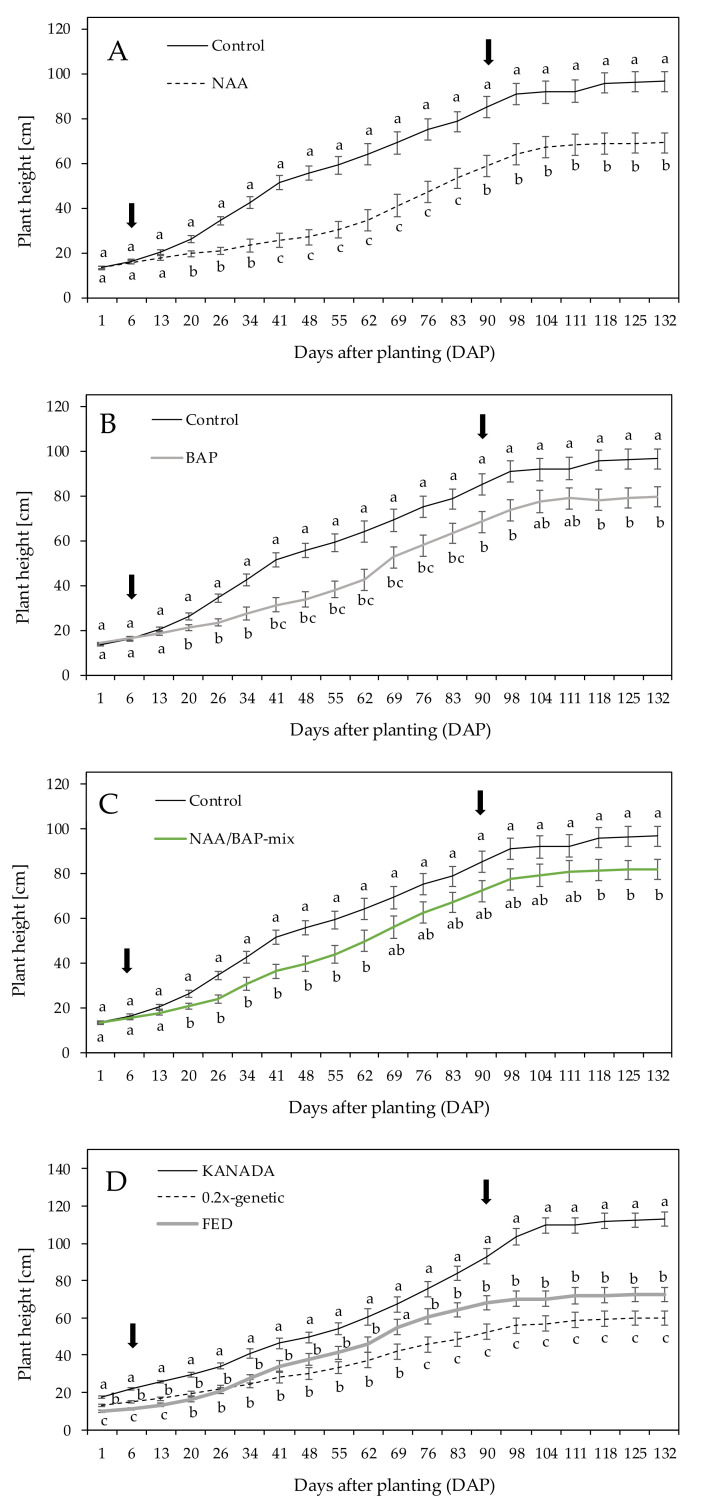 Mean plant height over all three tested genotypes treated with (A) 1-naphthalenacetic acid (NAA), (B) 6-benzylaminopurine (BAP), and (C) NAA/BAP-mix, compared to the nontreated control over a time period of 132 days after planting (DAP). (D) Mean plant height of genotype KANADA, 0.2x-genetic, and FED over 132 days. Means covered with at least one identical lowercase letter did not differ significantly at α = 0.05. The arrows show the period (6 to 90 DAP) during which application took place.