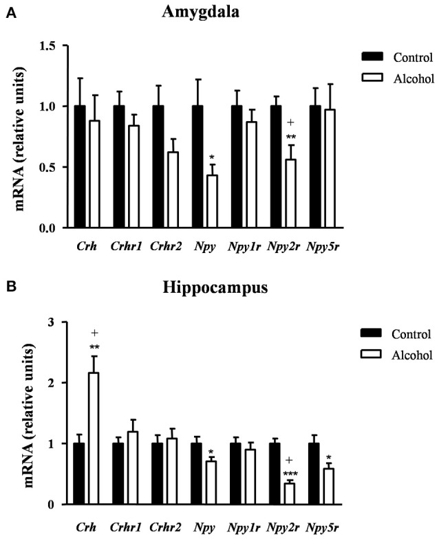 Relative mRNA expression of markers of anxiety in different brain regions of adult rats exposed to intermittent adolescent alcohol. Relative mRNA expression of Crh, Crhr1, Crhr2, Npy, Npy1r, Npy2r, and Npy5r in the amygdala (A) and hippocampus (B). Bars represent the mean ± SEM (8 animals per group). Data were analyzed by Student's t-test (Welch's correction) and Benjamini-Holchberg false discovery rate procedure for multiple comparisons. *p < 0.05, **p < 0.01 and ***p < 0.001 denote significant differences compared with the control group. (+) denotes significant differences compared with the control group after adjustment for multiple comparisons in each brain region.