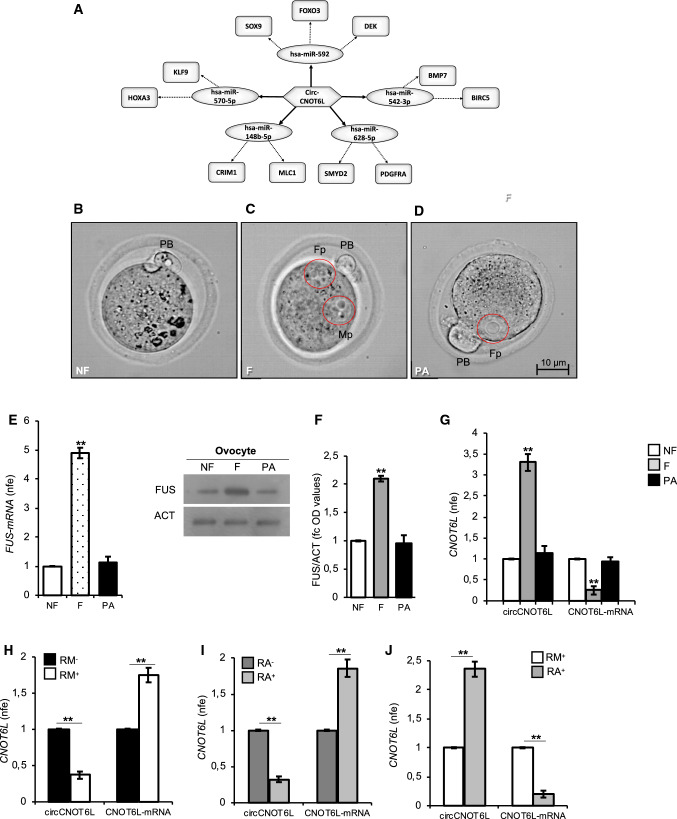 circCNOT6L from SPZ to oocyte toward the 2-cell-like state. CircCNOT6L-miRNA-mRNA network analysis was carried out by using the bioinformatic online programs (starBase, circBase, TargetScan, miRBase, Cytoscape) (A). Representative image of NF, F and PA (B, C and D). Fp female pronucleus, Mp male pronucleus, PB first polar globule. Scale bar: 10 µM. Expression analysis of FUS mRNA (E) and immunoblots and quantification of FUS protein (F) in NF, F and PA. n = 3 pools each containing 10 NF, n = 3 pools each containing 10 F and n = 3 pools each containing 10 PA were used for expression analysis. In (E) the data are reported as mean value of nfe ± SEM using Actin as endogenous control, while in (F), FUS amount was quantified by densitometry analysis, normalized against Actin (ACT) signals, expressed as fc of OD values and reported as mean value ± SEM. **P < 0.01. Expression analysis of circCNOT6L and CNOT6L-mRNA in NF, F, and PA (G) and in ESCs cultured in ES complete medium (RM) or medium supplemented with RA and magnetically separated into RM− (Zscan4− cells), RM+ (Zscan4+ cells), RA− (Zscan4− cells) and RA+ (Zscan4+ cells) (H, I and J, respectively) by qRT-PCR. Data are expressed as mean value of nfe ± SEM, using Actin as endogenous control. **P < 0.01