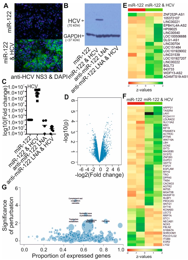 Transcriptome analysis of HCV-deregulated genes in Huh-7.5 cells. HCV NS3 protein level was detected by immunofluorescence (A) and western blotting (B) 6 days after transfection of HCV full length RNA and treatment with miR-122 duplex or miR-122 as described (Section 2.5). Treatment with anti-miR-122 LNA mixmer alone or with HCV was also performed. qRT-PCR was performed to check the HCV RNA targeting the NS3 coding region (C). GAPDH was used as a reference gene for normalization. * p < 0.05. Total RNA was isolated from Huh-7.5 cells with above treatments in two independent experiments. These RNAs were used for microarray experiments. Comparison of expression levels of sequences from HCV infected cells to uninfected cells was carried out. The volcano plot shows the results for all genes (D). Deregulated lncRNAs (E) and protein-coding genes (F) with fold change > 4 and p ˂ 0.01 (log fold change > 2, log10P value > 2) are shown in the heatmap. Z value was calculated. The color scale is shown at the bottom. Information about lncRNAs is listed in Table 3. The bubble plot shows enriched KEGG pathway annotation of differentially expressed genes (G).