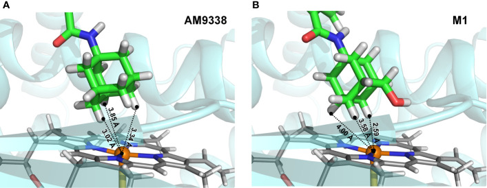 Docking poses of (A) AM9338 and (B) its monohydroxy metabolite M1, into CYP3A4 (PDB ID: 4D7D) binding pocket. Dashed lines represent distances between the heme iron center and the closest adamantyl hydrogens that may possibly be involved in the oxidation step. In both docking poses, hydrogens located on secondary carbons are much closer to the catalytic heme iron center than the three hydrogens on tertiary carbons of the adamantly moiety.
