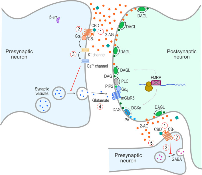 Proposed mechanism(s) of action of cannabidiol on the ECS in FXS. Treatment of FXS with cannabidiol is proposed to lead to (1) cannabidiol’s acting as a negative allosteric modulator (NAM) at the CB1 receptors, resulting in (2) reduction of β-arrestin recruitment, along with prevention of internalization and desensitization of CB1 receptors in the presence of ectopic/abnormal 2-AG, which leads to (3) restoration of retrograde inhibitory signaling and (4) reduction in glutamate release and activation of mGluR5 receptors and (5) restoration of GABAergic function. 2-AG, 2-arachidonoylglycerol; β-arr, β-arrestin; CB1, cannabinoid type 1 receptor; CBD, cannabidiol; DAG, diacylglycerol; DAGL, diacylglycerol lipase; DGKκ, diacylglycerol kinase-κ; ECS, endocannabinoid system; FMRP, FMR1 protein; FXS, fragile X syndrome; G, G proteins; GABA, γ-aminobutyric acid; mGluR5, group I metabotropic glutamate receptor 5; PA, phosphatidic acid; PIP2, phosphatidylinositol-4,5-bisphosphate; PLC, phospholipase C