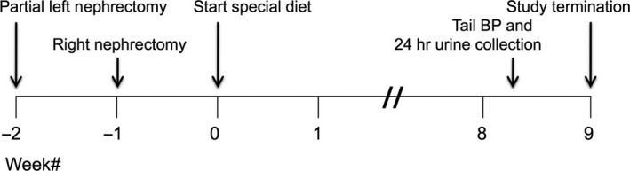 Experimental timeline. Study groups examining dietary tetrahydrocurcumin (THC) therapy in CKD rats