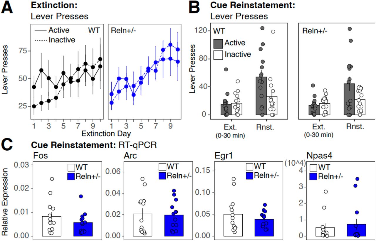 Reln haploinsufficiency does not alter extinction, cue-induced reinstatement, and dorsal striatal immediate early gene expression following reinstatement.(A) Active (solid line) and inactive (dashed line) lever presses across 10 daily extinction sessions for WT (black) and Reln+/− (blue) mice. (B) Comparison of active and inactive lever presses during the final 30 minutes of the last extinction session (Ext.) and during the subsequent 30-minute cue-induced reinstatement session (Rnst.). (C) Relative expression of immediate early genes Fos, Arc, Egr1, and Npas4 in the dorsal striatum following cue-induced reinstatement, normalized to Gapdh, in WT and Reln+/− mice. Data are mean ± SEM. WT, n = 13; Reln+/−, n = 13.