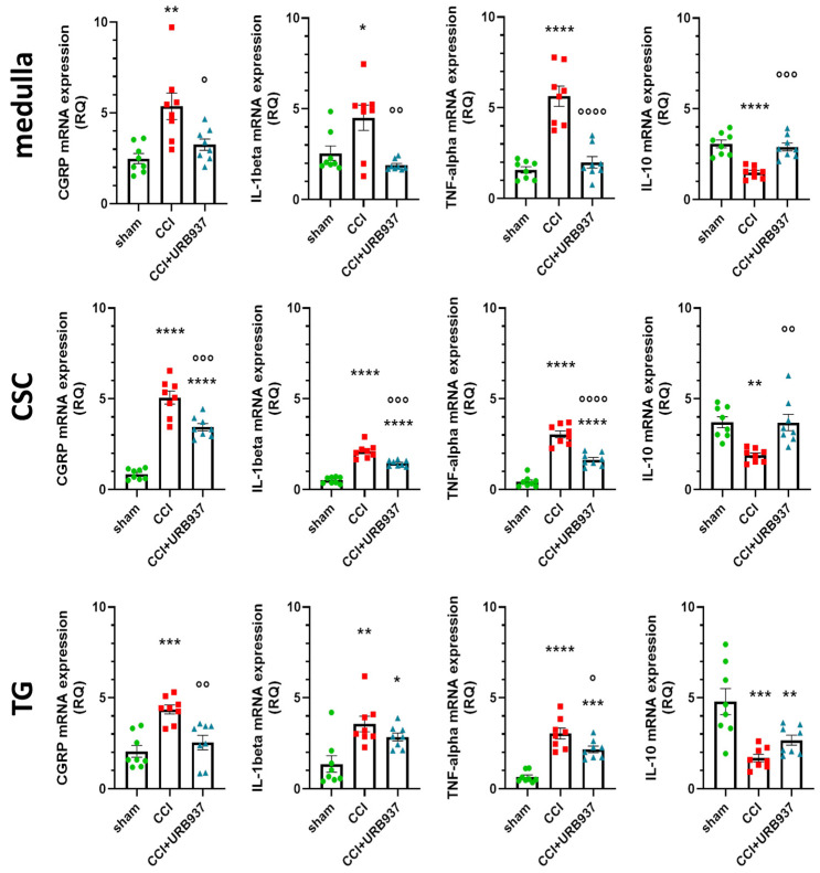 Gene expression levels (expressed as relative quantification, RQ) of CGRP, IL-1beta, and TNF-alpha e IL-10 in the medulla, cervical spinal cord (CSC), and trigeminal ganglion (TG) ipsilateral to the IoN-CCI (day +26). Data are expressed as mean ± SEM. One-way ANOVA followed by Tukey’s multiple comparison test. * p < 0.05, ** p < 0.01, *** p < 0.001 and **** p < 0.0001 vs. sham; ° p < 0.05, °° p < 0.01, °°° p < 0.001 and °°°° p < 0.0001 vs. CCI. N = 8.