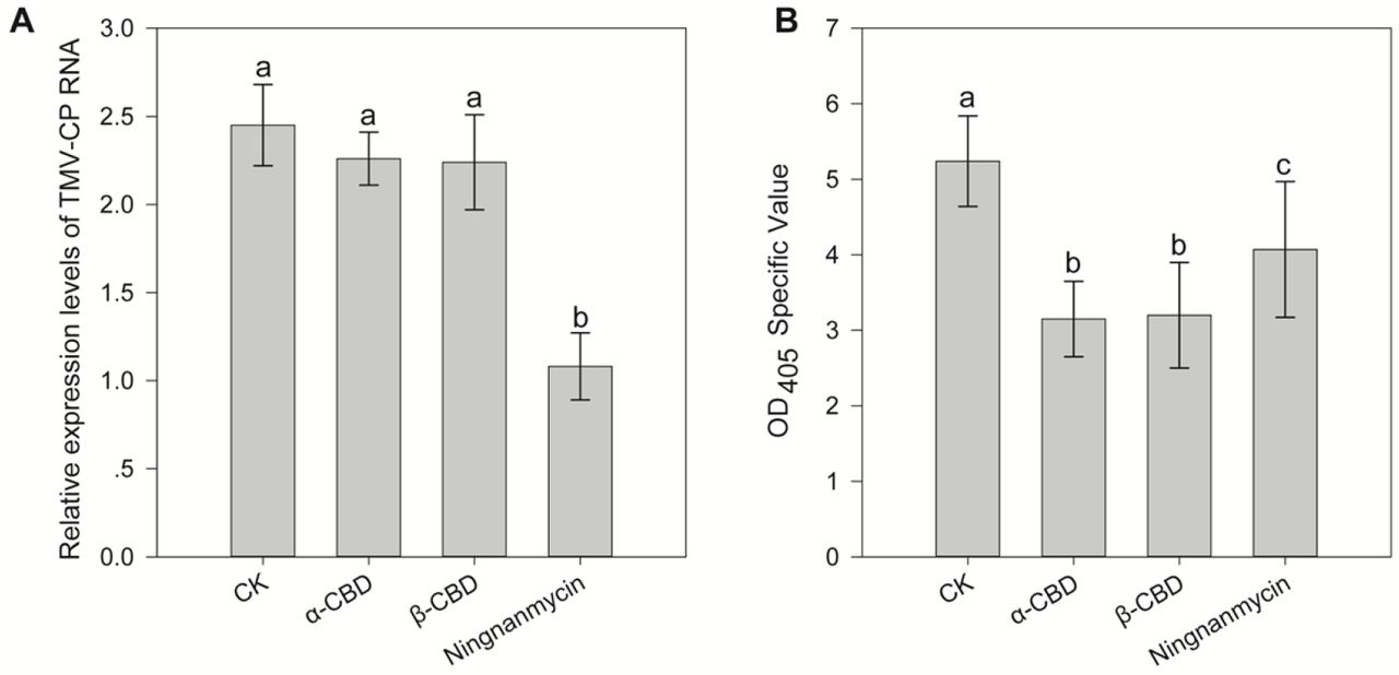 Protective effects of α and β-CBD in N. benthamiana on TMV. (A) Gene expression Levels of TMV CP in α and β-CBD-treated leaves; (B) Relative accumulation of TMV protein in tobacco leaves in α and β-CBD-treated leaves