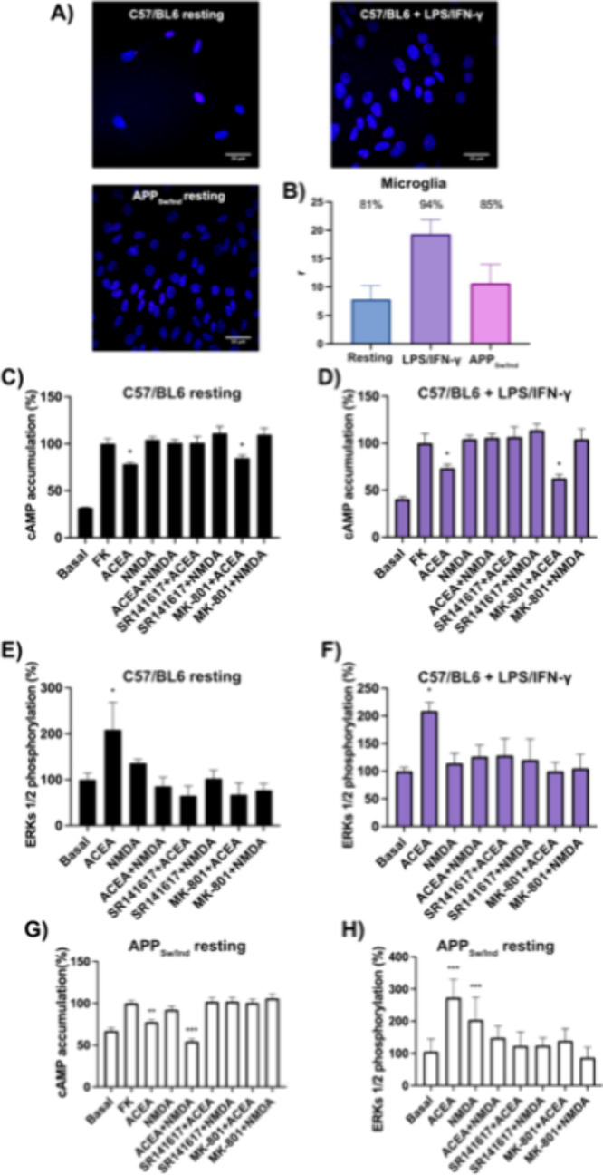 Detection of CB1R-N1 subunit complexes and assessment of receptor functional crosstalk in primary microglia. (A) Proximity ligation assay (PLA) was performed in primary microglia from C57BL/6 mice under naïve/resting conditions and after 1 μM LPS and 200 U/mL IFN-γ, and in naïve/resting microglia from APPSw/Ind mice. CB1R-N1 complexes appear as red puncta in confocal microscopy images (merged sections shown). Nuclei were stained with Hoechst (blue). Scale bar = 30 μm. (B) Quantification of PLA signals: number of red puncta per cell (r) and percentage of cells exhibiting puncta (values shown above bars). Data represent mean ± SEM (n = 6). Statistical analysis was performed using one-way ANOVA followed by Bonferroni’s post hoc test (**p < 0.01 vs resting/naïve microglia). (C–H) Functional characterization. Cells from nontrangenic mice, naïve/resting (C, E) or activated with LPS + IFN-γ (D, F), and from APPSw/Ind mice (naïve/resting) were analyzed in parallel (G, H). Cells were pretreated with selective antagonists (1 μM SR141716A or 1 μM MK-801) followed by agonist stimulation (100 nM ACEA and/or 15 μM NMDA). (C, D, G) cAMP levels in cells pretreated with forskolin (FK); (E, F, H) ERK1/2 phosphorylation. Data are expressed as mean ± SEM from 6–12 independent experiments. Statistical analysis was performed using one-way ANOVA followed by Bonferroni’s post hoc test (*p < 0.05, **p < 0.01, ***p < 0.001 vs forskolin -FK-in cAMP assays or vs basal in ERK1/2 phosphorylation assays).