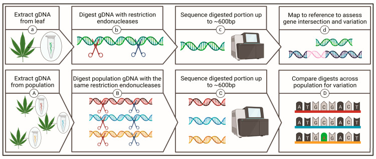 Simplified overview of two complexity reduction approaches. (a) Genomic DNA is extracted and (b) digested with restriction endonucleases prior to (c) sequencing and (d) mapping to a publicly available reference assembly. The use of a reference sequence allowed assessment of fragments able to be mapped to known coding sequences or genetic features. A slightly varied application requires the (A) extraction of genomic DNA from a population which is then (B) digested prior to (C) sequencing, after which sequences are (D) compared to one another to assess geneticvariation of isolated fragments across the population without the use of a reference assembly. Created with BioRender.com accessed on 17 August 2022.