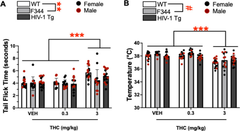 THC significantly increased tail flick time and decreased body temperature in both controls and tg animals. A Tail flick times and (B) Rectal body temperature recorded in WT, F344 (controls), and HIV-1 transgenic (tg) rats at acute exposure to vehicle (VEH), 0.3 mg/kg, and 3 mg/kg THC. THC (3 mg/kg) slowed the tail flick time (A) and dropped body temperature (B) irrespective of group relative to 0.3 mg/kg- and vehicle -treated rats. Bar plots represent group means, and individual points are shown ± S.E.M. Black data points represent female subjects while red points represent males. Significant main effects are indicated by **p < 0.01 or ***p < 0.001 and trending effects are indicated by #p < 0.1