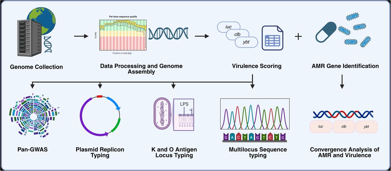 Overview of the genomic analysis pipeline for K. pneumoniae.