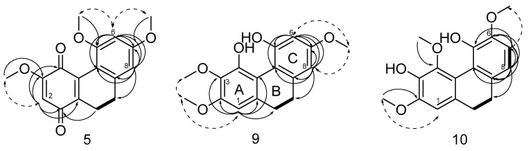 COSY (in bold) and key H→C HMBC (black arrows) and NOESY (dashed arrows) correlations detected for compounds 5, 9 and 10.