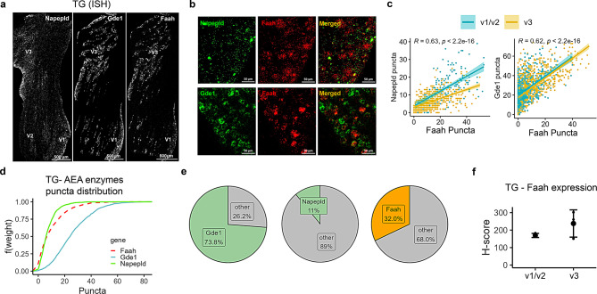 Spatial distribution of AEA-metabolizing enzyme transcripts in neurons of the trigeminal ganglion (TG). (a) Representative images illustrating the distribution of Napepld, Gde1 and Faah in the three branches of a TG section obtained using RNAscope in-situ hybridization (ISH). (b) Images depicting co-labelling of the AEA synthesizing enzyme (Napepld or Gde1) and AEA hydrolyzing enzyme (Faah) in TG neurons. (c) Correlation graphs representing AEA metabolizing enzyme puncta counts illustrate the relationship between Napepld and Faah, as well as Gde1 and Faah, within the three branches of TG (ophthalmic [V1]/maxillary [V2] (blue), and mandibular [V3] (yellow). (d) Empirical cumulative distribution function (ECDF) of AEA synthesizing and hydrolyzing enzyme puncta in TG cells with the following abundance in the expression of the enzymes: Gde1>Faah>Napepld. (e) Pie charts representing the proportion of TG neurons expressing AEA synthesizing (Napepld or Gde1) or hydrolyzing (Faah) enzyme transcripts. The total cell counts used in quantifying the proportion of neurons expressing each gene were: Gde1 (n = 1716), Napepld (n = 803), and Faah (n = 803). (f) Comparison of H-score of the AEA hydrolyzing (Faah) enzyme between the primary branches (V1/V2 vs V3) of TG (mean ± SEM, n = 3 mice/region). H-score is the weighted histological score that circumvents the issue with the quantification of high- and low-expressing cells