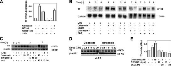 COX-2 inhibitors enhance, whereas PPARδ activators suppress, TF gene expression in ECs. (A) qRT-PCR analysis of total RNA extracted from HUVECs upon treatment with 10 μM celecoxib, 10 μM NS398, 10 μM GW501516, 10 μM 2-AG, or DMSO (vehicle) for 3 h. Celecoxib and NS-398 were added 30 min before stimulation with 2-AG or GW501516 for 6 h. Human TF mRNA levels were normalized by the internal control gene GAPDH (*, P < 0.05; **, P <0.01, compared with vehicle). (B) Northern blot analysis of HUVECs treated with LPS for 3–6 h in the presence or absence of COX-2 inhibitors, GW501516, or 2-AG, as described in A. (C) Western blot analysis of TF expression in HUVECs. (D) TF expression in HUVEC extracts was assayed by Western blot analysis as described in Materials and methods. Cells were treated with indicated concentrations (micromolar) of various compounds (D and E) in the presence of 10 μg/ml LPS. (E) TF activity assay in LPS-stimulated HUVEC lysates treated as outlined above. TF concentration of test samples was directly calculated from the standard curve. *, P < 0.05; **, P < 0.01, compared with vehicle.