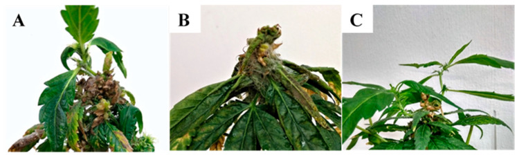 Koch postulate assays of intact MC plants sprayed with a 106 spores/mL spore suspension of (A) Alternaria alternata (isolate 22A), (B) Botrytis cinerea (isolate 63A), and (C) a control plant sprayed with sterile distilled H2O.