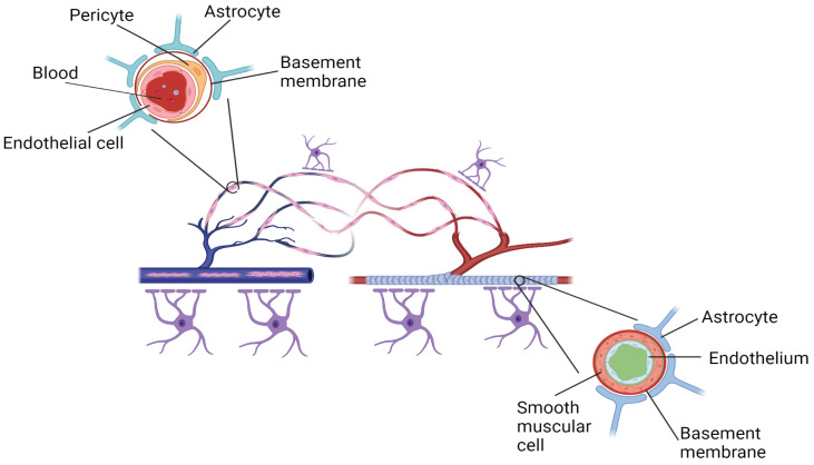The neurovascular unit (upper part of the image) represents an interactive network of vascular cells (pericytes and endothelial cells), glia (astrocytes and microglia), and neurons. The blood-brain barrier is centrally positioned within the neurovascular unit and is formed by a monolayer of endothelial cells extending along the vascular tree. Created with BioRender.com, accessed on 28 November 2022.