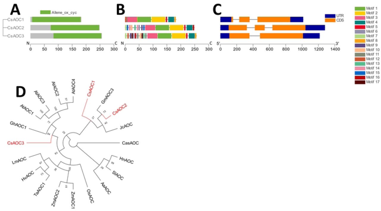 Phylogenetic, genetic, motif, and domain analysis of the CsAOC gene family. (A) Cladogram of peptide sequences and conserved domains. (B) Distribution of conserved peptide sequence motifs. Colors are described in legend; x-axis represents length of peptides in amino acids. (C) Diagram of genetic structure. Blue bars, orange bars, and gray lines represent untranslated regions, exons, and introns, respectively; x-axis represents length of gene in nucleotides. (D) Polar cladogram depicting evolutionary relationship with gene families of selected species. Node labels show confidence values from 1000 bootstrap replications.