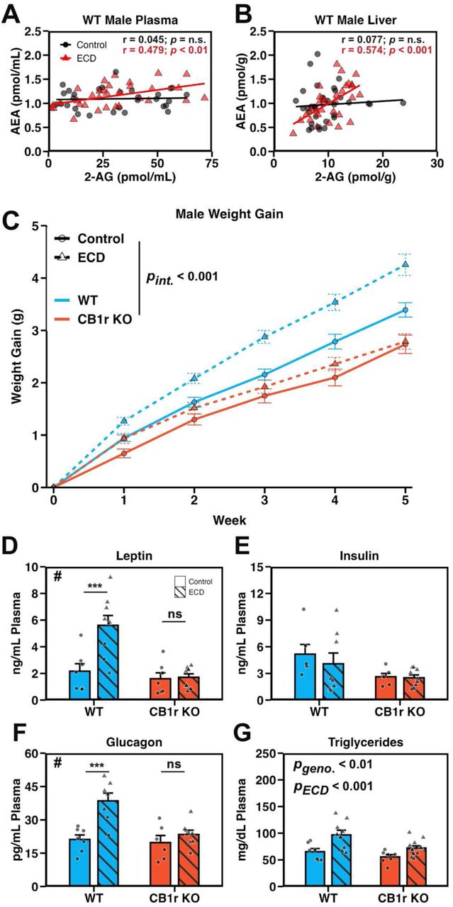 ECD alters endocannabinoid coregulation and induces a CB1r-dependent metabolic phenotypeA and B: Scatterplot of AEA and 2-AG levels in plasma (A) and liver (B) from male mice under Control (black circles) and ECD (red triangles) conditions and their linear regressions (lines). Samples were collected at various time points (one of: ZT 0, 4, 8, 12, 16, or 20) and collapsed for correlation analysis. n = 30-35/experimental condition/tissue.C: Weight gain of male mice recorded manually every 7 days. Data were analyzed using a linear mixed effects model (pGenotype x Condition x Week < 0.001) and within-group follow-up analysis of the effect of ECD performed using estimate of marginal means (pWT < 0.001; pKO = 0.205). n = 54-71/genotype/experimental condition/week.D – G: Plasma levels of leptin (D; pInt = 0.005, pWT < 0.001, pKO = 0.887), insulin (E; pInt = 0.396), glucagon (F; pInt = 0.018, pWT < 0.001, pKO = 0.352) and triglycerides (G; pInt = 0.241) from male mice collected at ZT 12. Significant interaction between genotype and ECD indicated by “#”, significant post-hoc t-test indicated by “*”. n = 6-12/genotype/experimental condition.Stats: Data are reported as mean +/- the standard error of the mean. For endocannabinoid correlations (A and B), a linear regression was fit using the lm() function in R, and the resultant p-value and Pearson’s correlation coefficient (r) value were reported. For weight gain (C), main effects and follow up comparisons were performed using a mixed effects model and estimate of marginal means, respectively (see methods). For plasma metabolite assessment (D-G), we performed a two-way ANOVA (or non-parametric ART ANOVA if assumptions were not met; see methods). Following a significant interaction term, follow-up post-hoc t-tests were performed and p-values adjusted using the Bonferroni method. *p < 0.05, **p < 0.01, ***p < 0.001