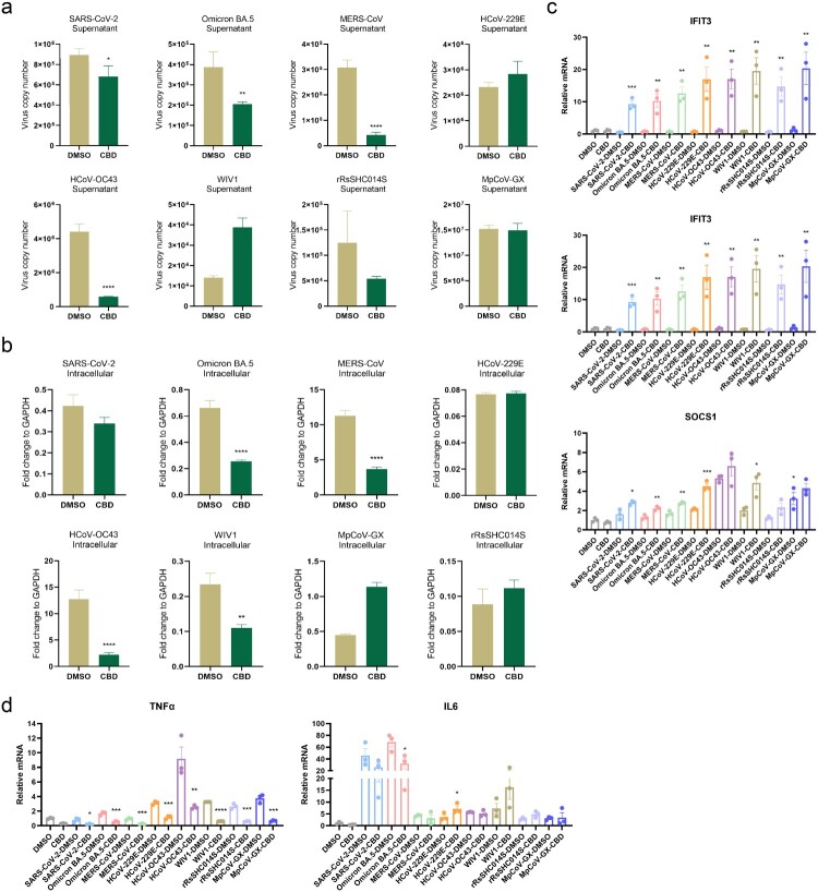 CBD as a potential broad-spectrum inhibitor of coronaviruses (a) Changes in viral load in hLO culture supernatant after CBD treatment. (b) Changes in viral load in hLO cells after CBD treatment. (c) Changes in ISG response in hLOs after CBD treatment. (d) Changes in inflammatory response in hLO after CBD treatment. HLOs were pre-treated with 10 μM CBD for 12 h before infection with eight coronaviruses respectively (MOI = 1). After infection, the hLOs were cultured with 10 μM CBD for 24 h (n = 3) before harvest. Viral load or related gene expression was then quantified by qRT-PCR. Data are the mean ± SEM. Statistical significance is analysed by Student’s t-test (*p < 0.05; **p < 0.01; ***p < 0.001; ****p < 0.0001). In figure c and d, pairwise comparisons were performed between the CBD-treated and DMSO-treated groups for each set of experiments.