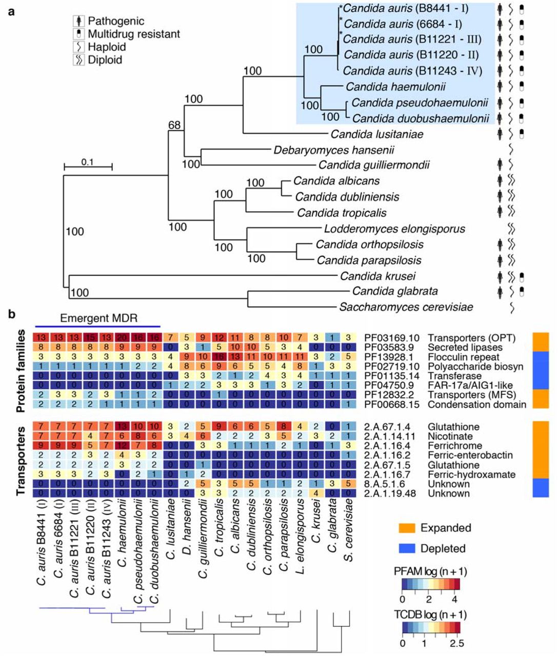 Phylogenomic and gene family changes across Candida auris and closely related species. (a) Maximum likelihood phylogeny using 1,570 core genes based on 1,000 replicates, among 20 annotated genome assemblies, including Candida auris, C. haemulonii (B11899), C. duobushaemulonii (B09383), and C. pseudohaemulonii (B12108), and closely related species. Branch lengths indicate the mean number of changes per site. (b) Heatmap depicting results of protein family enrichment analysis (PFAM domains; corrected p-value < 0.05) comparing the gene content of C. auris strains representing each clade, C. haemulonii, C. duobushaemulonii, and C. pseudohaemulonii, and other closely related species, including C. lusitaniae, C. albicans, C. krusei and C. glabrata. Values are colored along a blue (low counts) to red (high counts) color scale, with color scaling relative to the low and high values of each row. Each protein family domain has a color code (right) indicating whether expanded or depleted.