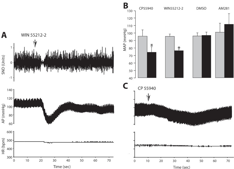 The effects of unilateral microinjection of WIN 55212-2 (Panel A) and CP 55940 (Panel C) on blood pressure, heart rate and splanchnic sympathetic nerve discharge. Arterial pressure (AP) and heart rate (HR) are expressed in mmHg and in beats per min (bpm), respectively. Sympathetic nerve discharge (SND) is expressed in arbitrary units. Panel B: Bar graphs showing the effects of cannabinoid receptor ligands on arterial pressure when microinjected into the NTS. Each bar represents the mean value from 5 experiments ± SEM. *Denotes statistically significant from the control (pre-microinjection) value (p<0.05).