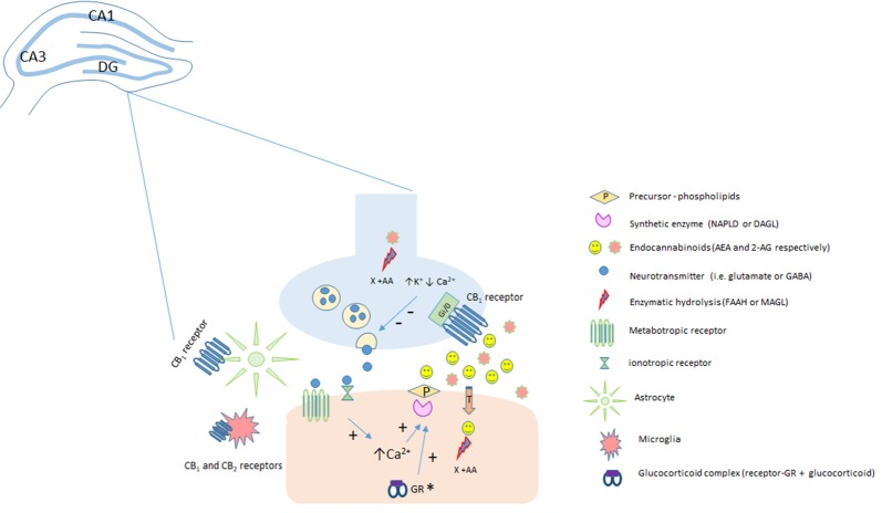 Classical representation of endocannabinoid modulation in the hippocampus. Anandamide (AEA) and 2-AG are produced “on demand” in a calcium (Ca2+)-dependent manner (via the previous activation of a metabotropic or ionotropic receptor in the post-synaptic terminal). After the synthesis of endocannabinoids (eCBs) by specialized enzymes, they can act as retrograde messengers by activating CB1 receptors located at pre-synaptic terminals. In neurons, CB1 is a Gi/o-coupled receptor, and its activation reduces Ca2+ currents and increases K+ currents, leading to the inhibition of neurotransmitter release. Fatty-acid amide hydrolase (FAAH) and monoacylglycerol lipase (MAGL) enzymes hydrolyze AEA (postsynaptically) and 2-AG (presynaptically), respectively, limiting eCB action. The CB1 receptor is also expressed in astrocytes and microglia and the CB2 receptor is expressed in activated microglia and putatively expressed in neurons (still under debate). *It has been speculated, that in the hippocampus, stress-induced activation of the HPA could lead, depending on genomic actions of glucocorticoids acting at glucocorticoid receptors, to an increase in 2-AG levels. 2-AG, 2-arachidonoylglycerol; AEA, anandamide; CB1, type 1 cannabinoid receptor; CB2, type 2 cannabinoid receptor; DAGL, diacylglycerol lipase; FAAH, fatty acid amide hydrolase; GR, glucocorticoid receptors; MAGL, monoacylglycerol lipase; NAPE-PLD, N-acyl phosphatidylethanolamine-specific phospholipase D.