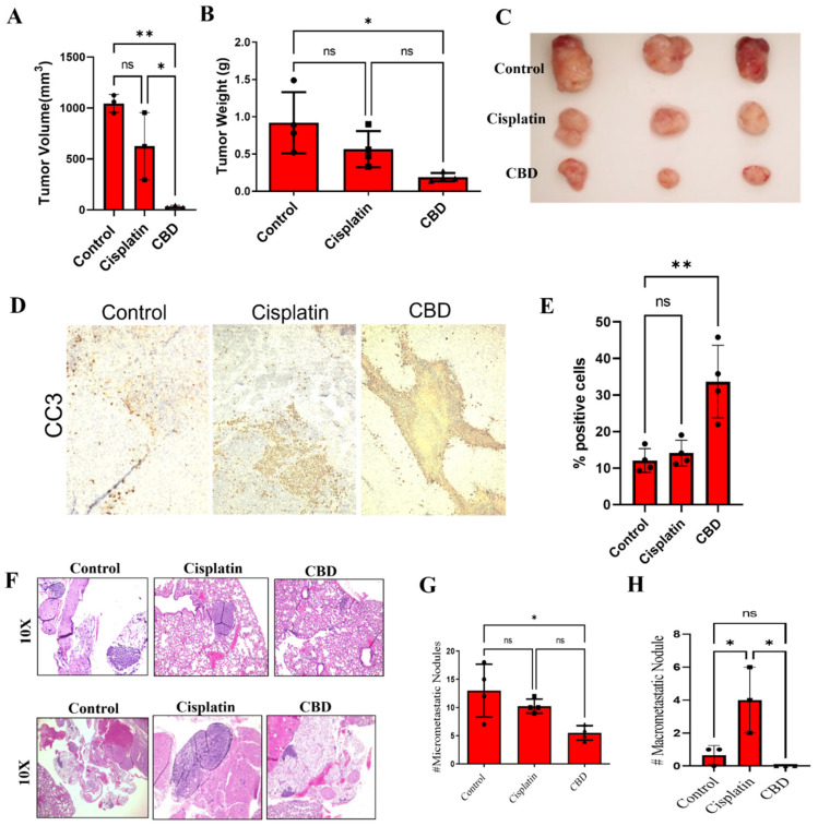CBD inhibits CR NSCLC growth and metastasis in vivo. (A–C) H460-CR cells were injected subcutaneously into the right flank of nude mice (n = 5). Palpable tumors were treated with control (PBS) or CBD (10mg/kg body weight) or cisplatin (5 mg/kg body weight) for 4 weeks. (A) The tumor volume was measured externally at the end. (B) Weight of harvested tumors, and (C) the tumors were harvested, and representative images are presented. (D) The tumor sections were processed and immunostained for cleaved-caspase-3 (CC3) and images were taken at 10X magnification. (E) The CC3 staining images from (D) were quantified for CC3 % positive cells. (F–H) The lungs harvested from (A) were processed and H&E stained. (F) Representative H&E images of the lungs were harvested at 10x magnification. Upper and lower panel represents micro- and macro-metastasis, respectively. (G) Quantification of micro- and (H) macro-metastasis using ImageJ analysis. * is p-value < 0.01, ** p < 0.001, and ns is non-significant using one-way Anova.
