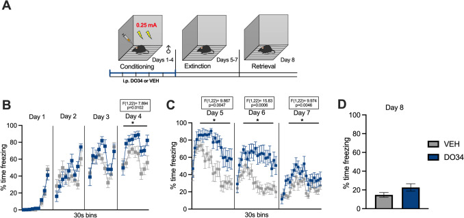 Pharmacological inhibition of DAGL during submaximal conditioning enhances fear learning and impairs within-session learning of extinction in male mice. (A) Schematic diagram of the experimental paradigm. (B) Percentage of time spent freezing during the acquisition of contextual fear when DO34 (50 mg/kg) was injected IP 2 h before each session. (C) Percentage of time spent freezing during extinction of contextual fear in the absence of drug treatment. (D) Percentage of time spent freezing during retrieval session. All values are presented as mean ± SEM (n=12 male mice per condition)
