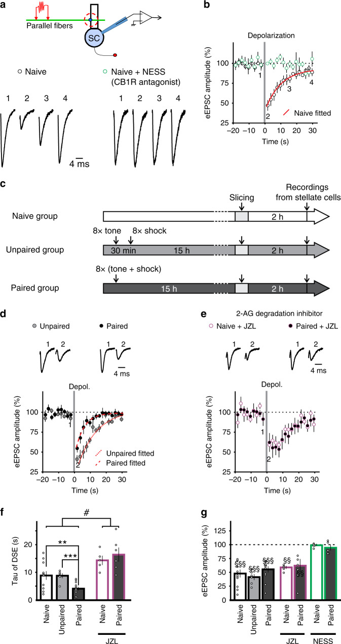 Fear conditioning shortens depolarization-induced suppression of excitation (DSE) at the parallel fiber-stellate cell synapse.a Top, schematic of the experimental procedure. Bottom, sample traces before and after a 2-s depolarization of stellate cells to 0 mV that suppressed the amplitude of EPSCs evoked by PF stimulation (left). This suppression of eEPSC amplitude was blocked by the CB1 receptor antagonist NESS0327, indicating that endocannabinoids mediate the suppression. b Time course of eEPSCs in stellate cells from naïve mice in the presence (n = 5 cells) or in the absence (n = 11 cells) of NESS0327. Best-fit exponential curve (red line) for the recovery phase in the absence of NESS0327. c Experimental protocols for fear conditioning experiments. d EPSC traces (top) and time course in stellate cells from conditioned (paired n = 12 cells) and unpaired (n = 6 cells) control mice. e JZL184, a MAGL (monoacylglycerol lipase) inhibitor was applied (naïve, n = 5 cells; paired n = 6 cells). f, g Recovery rate constant and peak suppression of eEPSCs during DSE (NESS0327, paired n = 5 cells). f Fear conditioning shortened DSE, and inhibition of MAGL prolonged the time course and abolished the difference between the recovery time in paired and naïve control (two-way ANOVA, #, P = 0.034; followed by Tukey’s post hoc test, **, P = 0.011). The unpaired group in the absence of JZL184 was compared with the paired group using a two-sided unpaired t-test (***, P < 0.001). g Summary of the magnitude of DSE (two-sided paired t-tests, §§, P < 0.01, §§§, P < 0.001). Data in b and d–g are presented as mean values ± SEM. Statistical analysis and P and F values can be found in Supplementary Table 4 and original data in the Source Data file.