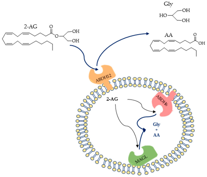 (Up) Structures of 2-arachidonoylglycerol (2-AG) and the hydrolysis products; (down) proposed orientations of 2-AG hydrolysis enzymes (ABHD6, ABHD12, and MAGL) [50].