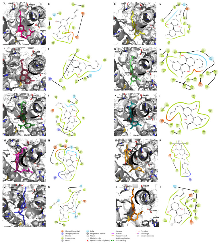 Molecular docking of the nine minor cannabinoids, CBG (A,B), CBDV (C,D), CBN (E,F), CBDB (G,H), CBDA (I,J), CBDM (K,L), CBCA (M,N), CBGVA (O,P), and CBC (Q,R), as well as CBD (S,T), in ERα. The images represent both 2D and 3D ERα/cannabinoid interactions. ERα structure was generated by the authors and is represented in as cartoon. The main amino acid residues of the target, including Asp351, Glu353, Arg394, Phe404, Met421, His 524, Leu525, Val534, and Trp383, are shown as gray sticks, while the cannabinoids are shown as different colorful sticks. Hydrogen bonds are represented as black dashed lines in the 3D representations and as purple arrows in the 2D maps.