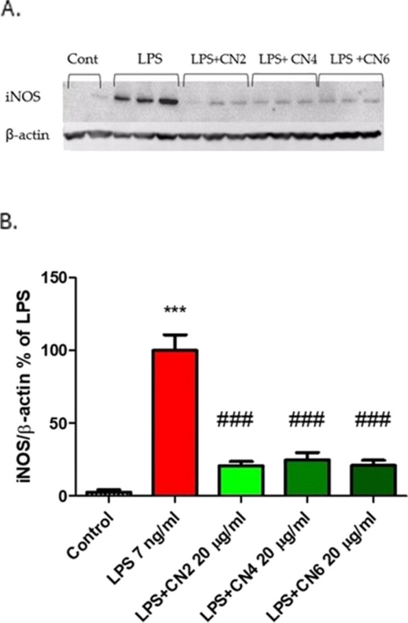 Extracts of the cannabis cultivars CN2, CN4, and CN6 lowered iNOS protein expression in LPS-activated BV2 cells. BV2 cells were incubated for 24 h with LPS (7 ng/ml) and extracts from selected cannabis cultivars (20 µg/ml). At the end of the experiment, SDS PAGE and Western blot analysis were performed using antibodies against iNOS and β-actin. In A, the bands represent two independent experiments. In B, the results are mean±SEM of all experiments, (n=6). Statistical significance was determined by one-way ANOVA and Tukey-Kramer Multiple Comparison Post Test. *** - p <0.001 vs. control, ### - p <0.001 vs. LPS (n=6). *** - p <0.001 vs. control, ### - p <0.001 vs. LPS