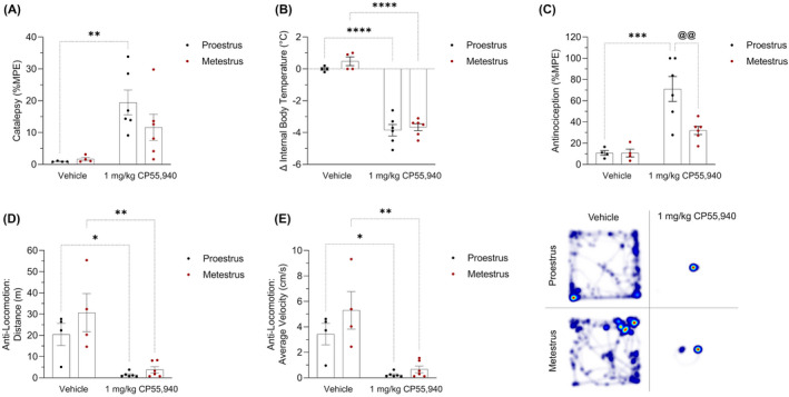 Acute tetrad effects in female mice following treatment with CP55,940. Female C57BL/6 mice aged 6–12 weeks in either proestrus or metestrus were administered either 1 mg/kg CP55,940 or a vehicle solution i.p. (A) 10 min following the injections, mice underwent the ring holding assay to measure their cataleptic response. All catalepsy data are expressed as %MPE (MPE = 60 s). (B) 15 min‐post injections, a rectal thermometer was used to measure internal body temperature. Temperatures are recorded as °C. (C) 20 min after injections, thermal antinociception was measured using the tail flick latency assay. Latencies are presented as %MPE (MPE = 20 s). 25 min following injections, mice were placed in the open‐field test evaluating treatment‐induced locomotion. (D) Distance travelled is reported in m. (E) Average velocity is recorded in cm/s. (F) Representative heat map images illustrating locomotion in the open‐field test. (A–E) Each dot on the graphs represent individual mice or n. Bars on the graphs indicate means ± SEM, where n = 4 (vehicle) and n = 6 (1 mg/kg CP55,940). All means were compared between 1 mg/kg CP55,940 and vehicle groups within estrus cycle phases, as well as between proestrus and metestrus groups within treatments. Significance was calculated using a two‐way ANOVA followed by Tukey's post hoc analyses. */**/***/****p < .05/.01/.001/.0001 compared with vehicle within estrus cycle phase. @@ p < .01 compared with proestrus within treatment