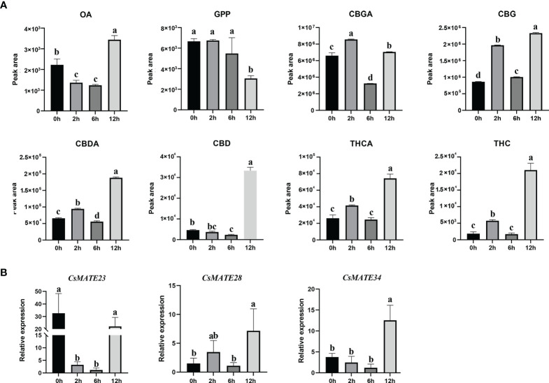 Cannabinoids contents (A) and expression of CsMATE23, CsMATE38 and CsMATE34 under UV-B light (B). Leaves from UV-B treated three-weeks-old C. sativa seedlings were collected at 0, 2, 6 and 12 hours. Cannabinoids contents were measured using QQQ MS/MS. gene expressions were detected by qRT-PCR with CsEF1-alpha as internal reference. Three biological repeats were performed. Different letters above the bars indicate significantly different values (p < 0.05) calculated using one-way analysis of variance (ANOVA) followed by Tukey’s multiple range test.