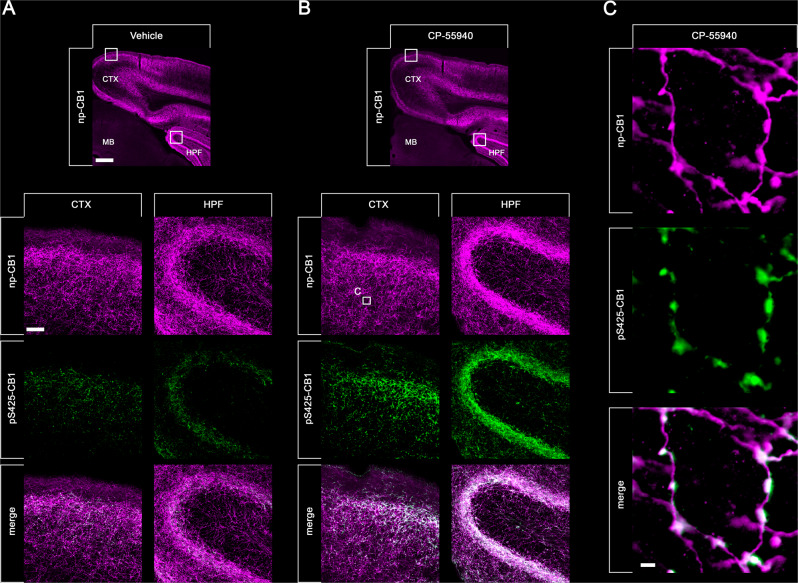 Double staining of agonist-induced p-CB1 and np-CB1 in mouse brain.Animals were either treated with Vehicle (A) or CP-55940 (B, C) for 30 min. Animals were then transcardially perfused, fixed and stained. Shown are confocal images of coronal brain sections of cortex (CTX) and hippocampal formation (HPF) stained with phosphosite-specific antibody pS425-CB1 (green) and phosphorylation independent np-CB1 antibody (magenta). Note that there is a strong overlap of np-CB1 and pS425-CB1 in the merged panels (white) in CP-55940 treated animals (B) compared to vehicle treated mice. Note that in cortical neurons, only CB1 located in varicosities undergoes agonist-induced phosphorylation. Scale bar = 1000 µm, 100 µm and 2 µm.