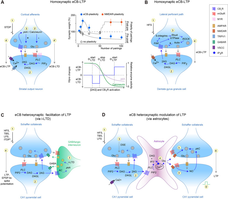 Homosynaptic and heterosynaptic endocannabinoid (eCB)-mediated long-term potentiation (LTP). (A,B) Homosynaptic eCB-LTP in the striatum (A) and hippocampus (B). (A) eCB-LTP is induced by few spike-timing-dependent plasticity (STDP) pairings (~10–15 post-pre pairings), whereas eCB-LTD is induced by a larger number of pairings (~50–100 pre-post pairings) at the same corticostriatal synapses (Cui et al., 2015, 2016, 2018a; Xu et al., 2018; Gangarossa et al., 2020). Right: top panel illustrates the domains of expression of eCB-LTP, eCB-LTD, and NMDAR-LTP related to the polarity and number of STDP pairings. Bottom panel: eCB-LTP and eCB-LTD are expressed depending on eCB levels [and cannabinoid type-1 receptor (CB1R) activation], such that low and high levels induced eCB-LTD and eCB-LTP, respectively. CB1R activation is expected to decrease pkA and calcineurin activity, via reduced calcium influx through voltage-sensitive calcium channels (VSCC). This effect is schematized by the relative protein kinase-A (pkA) and calcineurin activity changes upon increased CB1R activation, such that eCB-LTD occurs when calcineurin/pkA >1, whereas calcineurin/pkA <1 leads to eCB-LTP. (B) eCB-LTP at synapses between the lateral perforant path (LPP) and the hippocampal granular cells of the dentate gyrus, requires co-operative CB1R/ROCK signaling, which favors glutamate release via a presynaptic actin regulatory mechanism (Wang et al., 2016, 2018b). eCB-LTP illustrated in (A,B) are independent of the GABAergic transmission and astrocytic calcium transients, present a presynaptic locus of expression and hence rely on a homosynaptic mechanism. (C,D) Heterosynaptic eCB-LTP involving intermediary elements such as GABAergic interneurons (C) and astrocytes (D). (C) Heterosynaptic eCB-LTP at CA3–CA1 hippocampal synapses. Activation of mGluR1/5 promotes 2-AG synthesis and release; 2-AG activates CB1R located on neighboring GABAergic interneurons and induces LTD via a pkA-dependent mechanism. This LTD of inhibitory transmission (i-LTD) then facilitates the release of glutamate at CA3–CA1 synapses promoting a local LTP. This eCB-mediated metaplasticity can be induced with various cell conditioning paradigms, and most notably subthreshold stimulations (HFS, LFS, TBS or ITDP; Chevaleyre and Castillo, 2003, 2004; Zhu and Lovinger, 2007; Lin et al., 2011; Pan et al., 2011; Xu et al., 2012; Basu et al., 2013; Orr et al., 2014; Monory et al., 2015; Silva-Cruz et al., 2017; Kim et al., 2019). (D) Heterosynaptic eCB-LTP involving astrocytes at CA3–CA1 synapses. Neuronal activity (HFS, TBS, LFS) induces synthesis of eCBs at synapse-1 which activate astrocytic CB1R. Then, astrocytic glutamate release (via IP3-induced calcium-release mechanism) induces an NMDAR-facilitation or NO-mediated LTP on neighboring CA1 synapse-2. This eCB-mediated lateral synaptic regulation has been observed in the hippocampus (Navarrete and Araque, 2008, 2010; Gómez-Gonzalo et al., 2015; Covelo and Araque, 2016) and striatum (Martín et al., 2015).