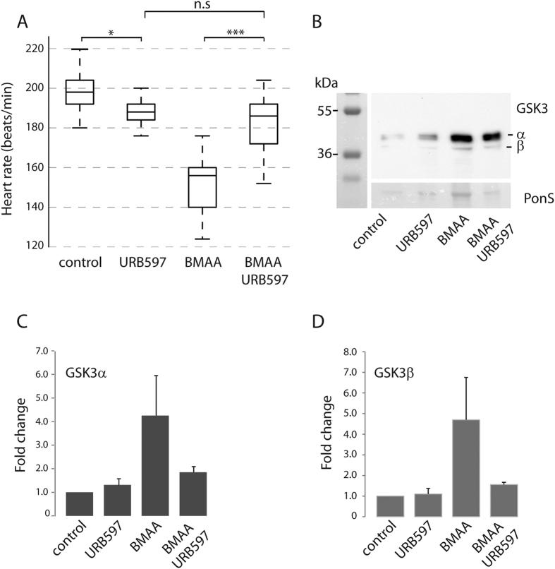 FAAH inhibitor URB597 reduces the effect of BMAA.(A)FAAH inhibitor URB597 reduces the effect of BMAA on the heart rate (beats/min). Embryos were injected with BMAA or BMAA+URB597 at the one-cell stage. Heart rate was monitored at 3 dpf. Middle line in box represents the median, lower box bound the first quartile, and upper box bound the third quartile. n = 30–40 from three individual experiments, p < 0.001. (B) GSK3α/β expression in total lysates from injected larvae at 4 dpf. Ponceau-S staining was used as loading control. (C) GSK3α abundance. (D) GSK3β abundance. Data in C and D are expressed fold change relative to Ponceau-S expression in which bicarbonate-injected controls were used as the reference. Data are expressed as means +/− SEM from three independent experiments.